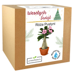 Róża Pustyni - Święta