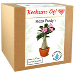Zestaw do uprawy Róży Pustyni – wyjątkowy prezent z napisem „Kocham Cię”.