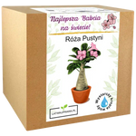 Zestaw do uprawy Róży Pustyni – wyjątkowy prezent dla najlepszej babci.