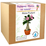 Zestaw do uprawy Róży Pustyni – elegancki prezent dla najlepszej mamy.