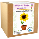 Słonecznik - Dla Babci