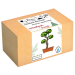 Sosna Japońska Bonsai - Święta