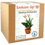 Zestaw do uprawy Strelicji Królewskiej – elegancki prezent z napisem „Kocham Cię”.