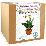 Zestaw do uprawy Strelicji Królewskiej – wyjątkowy prezent dla kobiety z napisem „Najlepsza Kobieta na świecie”.