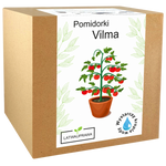 Pomidorki koktajlowe Vilma