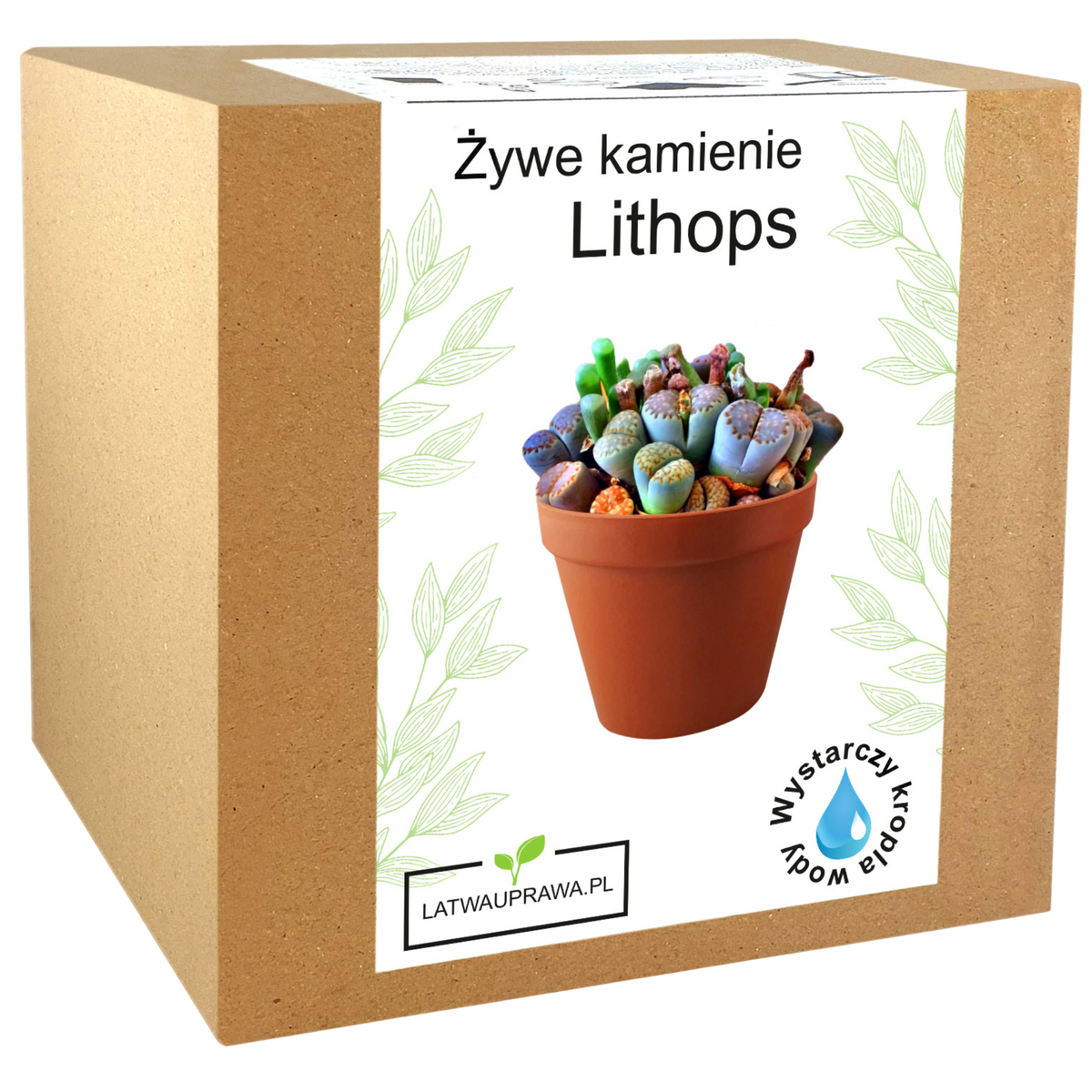 Zestaw do uprawy żywych kamieni Lithops w pudełku, idealny prezent dla miłośników sukulentów i oryginalnych roślin doniczkowych