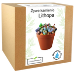 Zestaw do uprawy żywych kamieni Lithops w pudełku, idealny prezent dla miłośników sukulentów i oryginalnych roślin doniczkowych