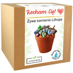 Pudełko z zestawem do uprawy żywych kamieni Lithops – oryginalny prezent z napisem „Kocham Cię”.