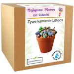 Zestaw do uprawy żywych kamieni Lithops – oryginalny prezent dla najlepszej mamy.