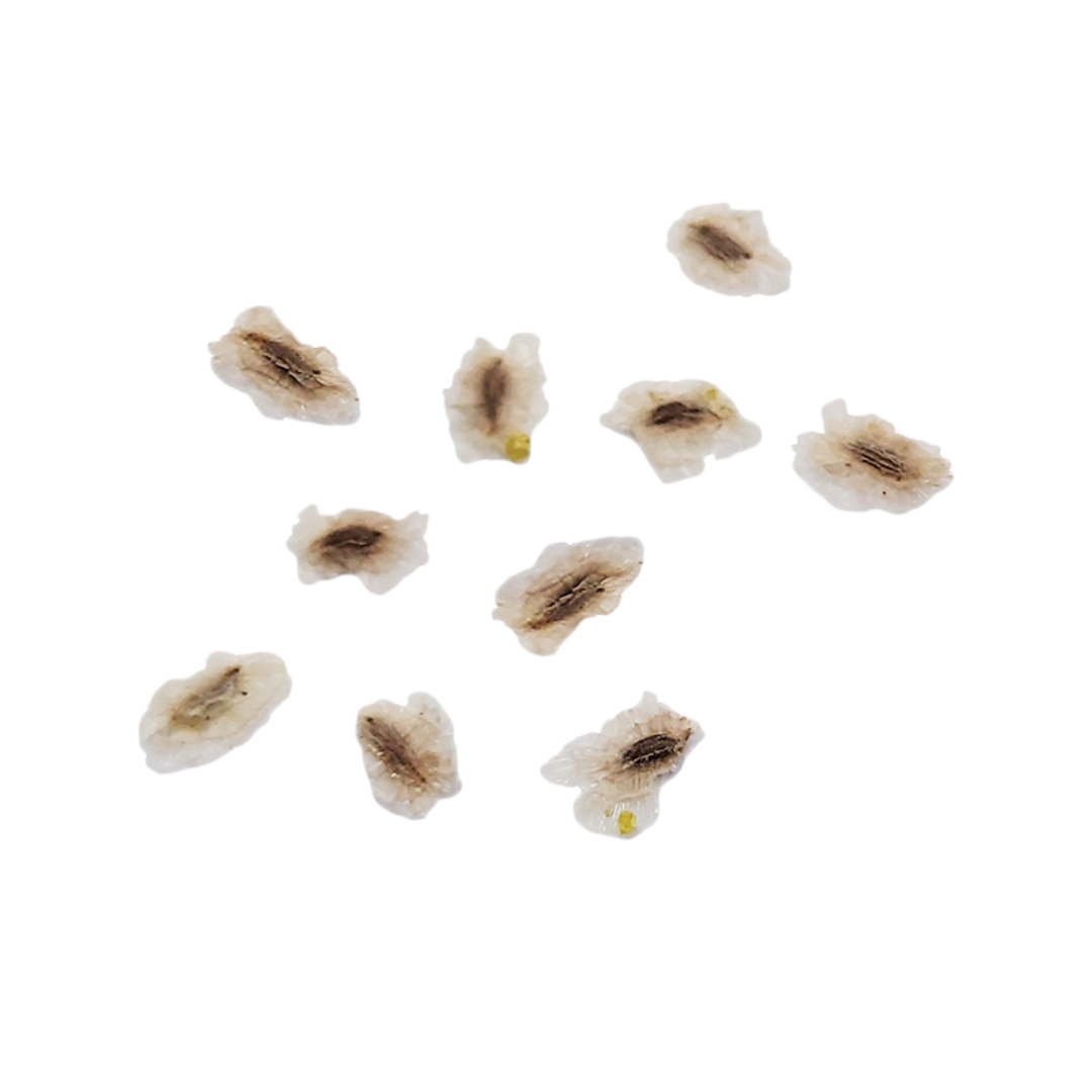 Paulownia Cesarska – Nasiona