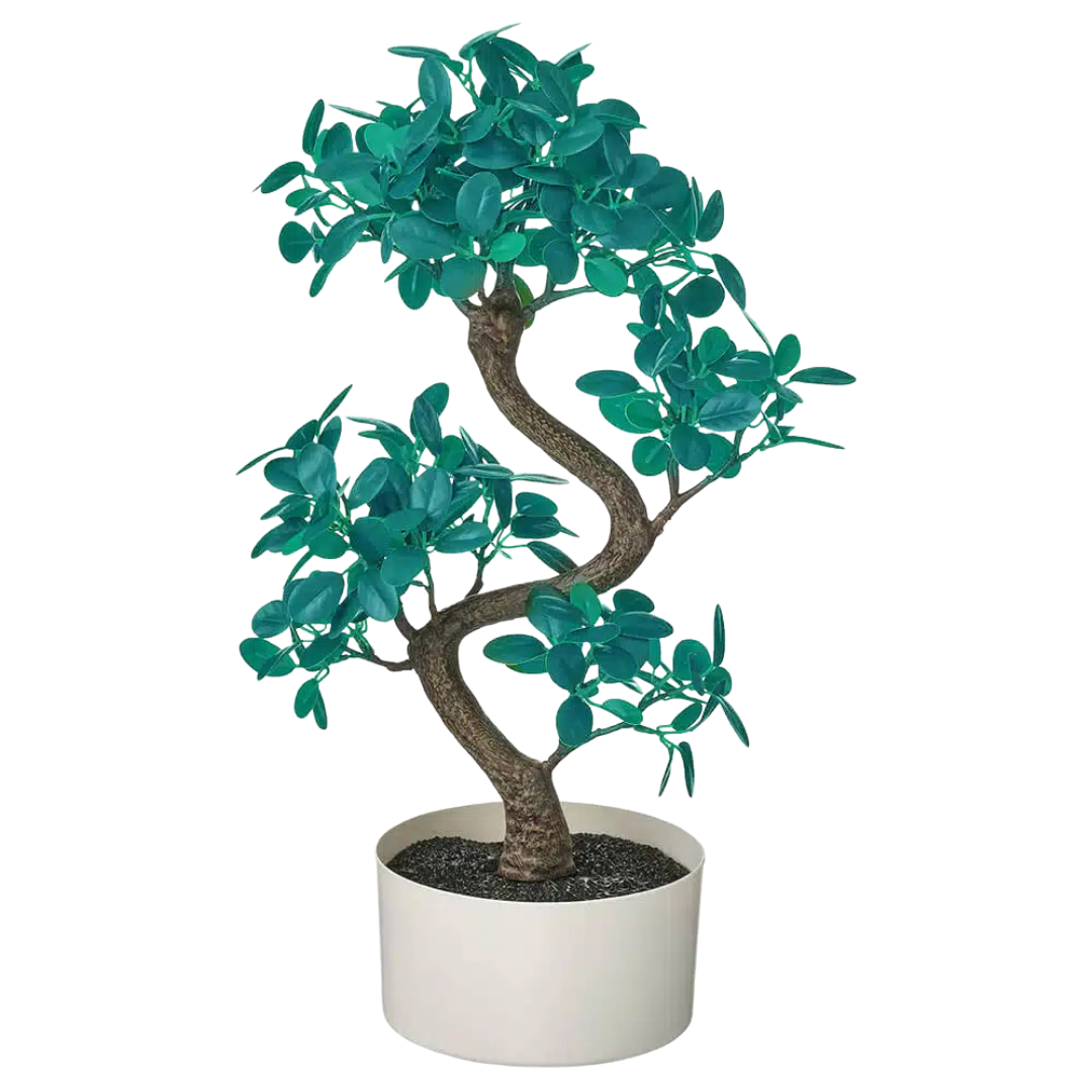 Eukaliptus Popielaty – Nasiona