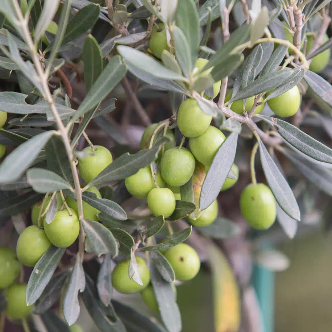Drzewko Oliwne – Nasiona