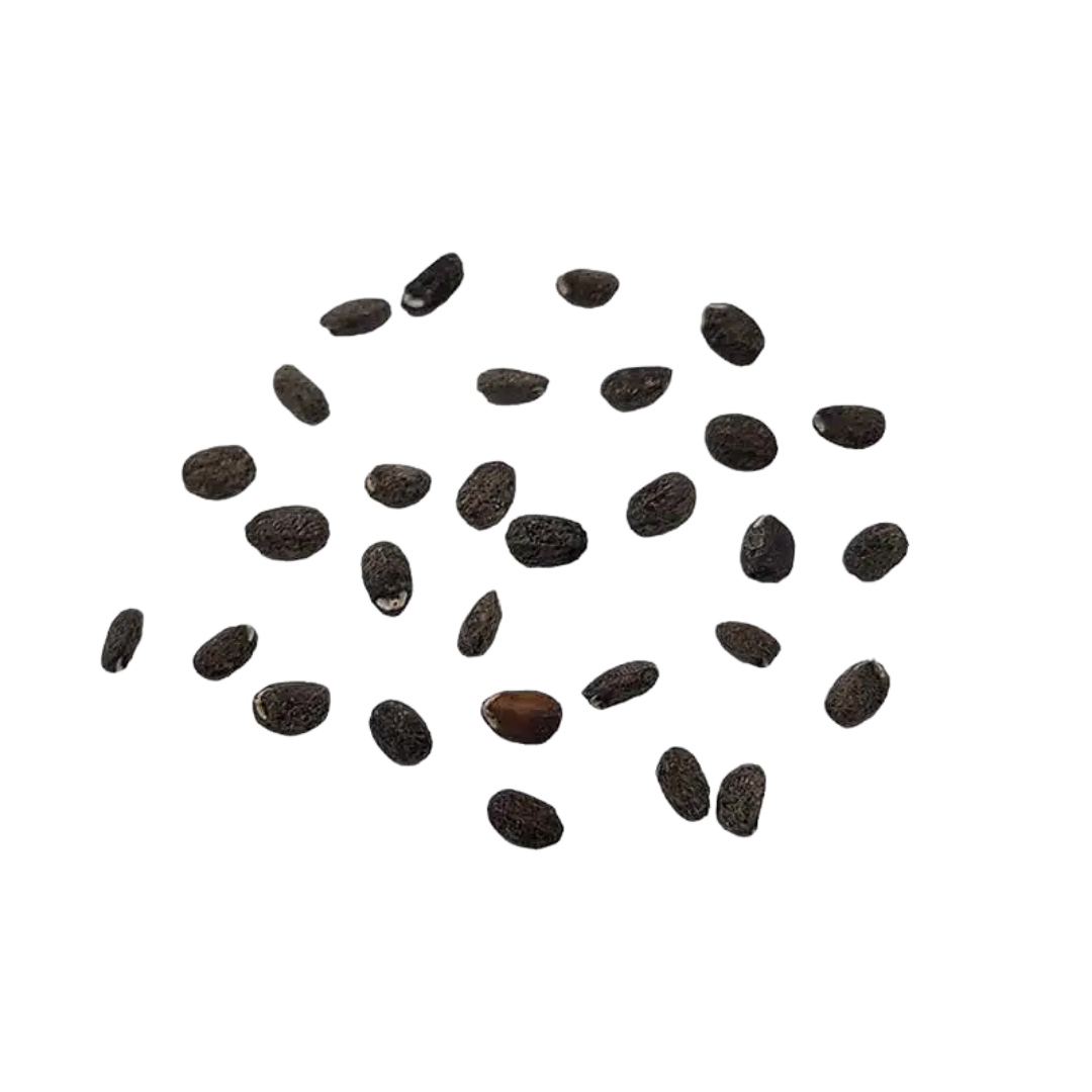 Kocimiętka – Nasiona