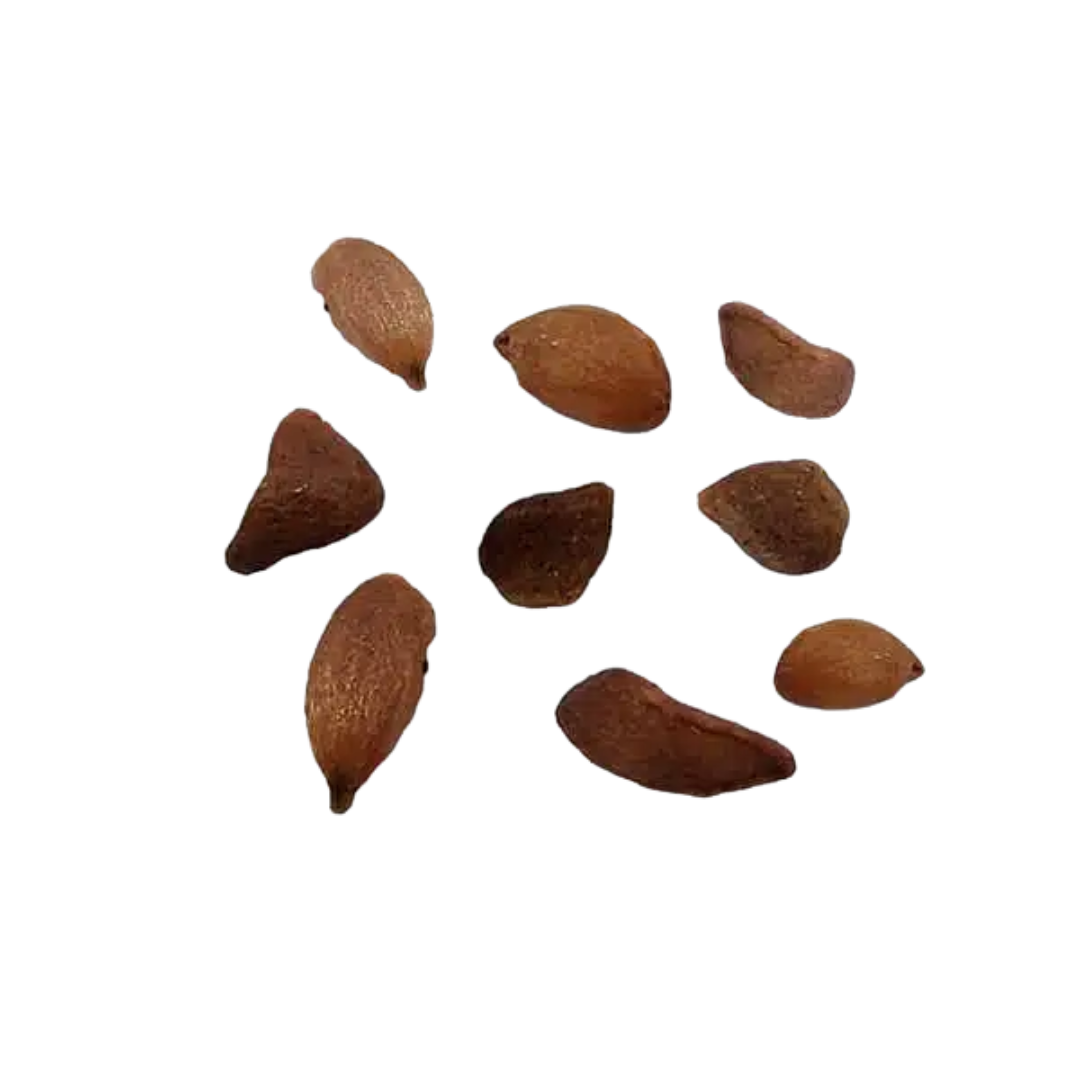 Drzewko Truskawkowe – Nasiona