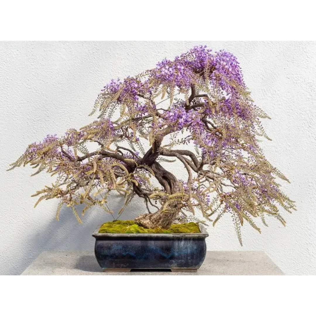 Glicynia Chińska – Nasiona