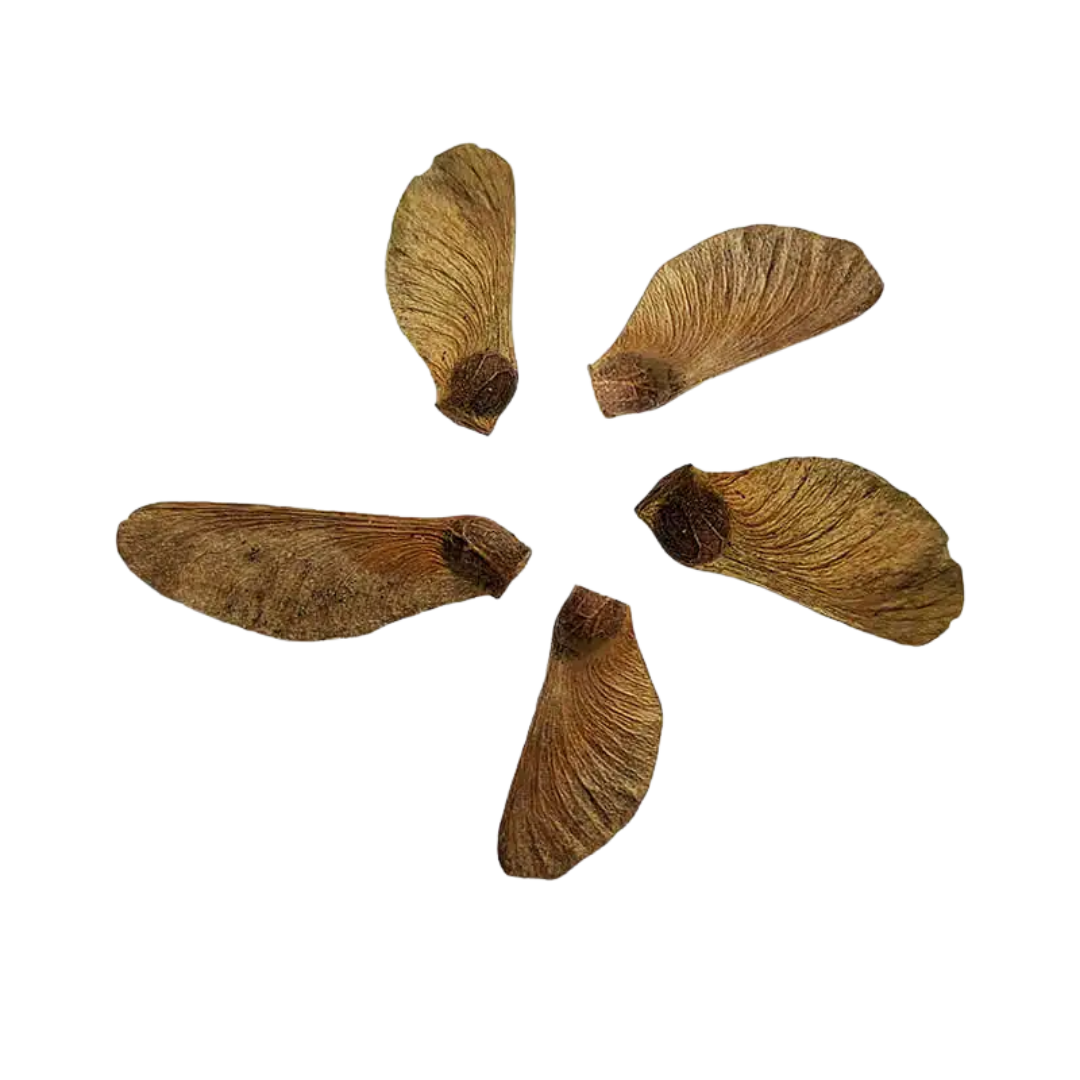 Klon Palmowy – Nasiona