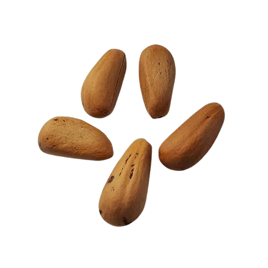 Sosna Pinia – Nasiona