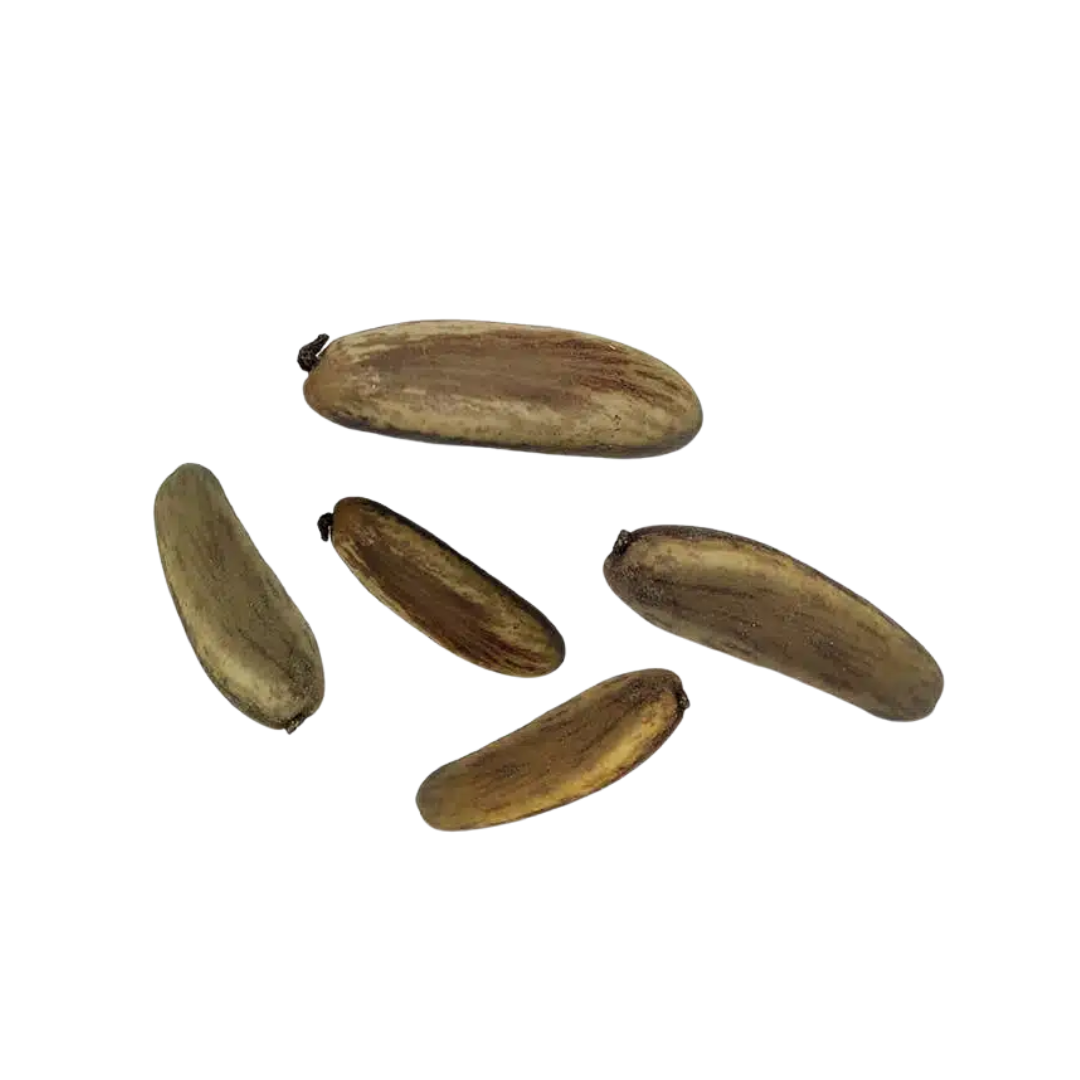 Płomień Afryki – Nasiona