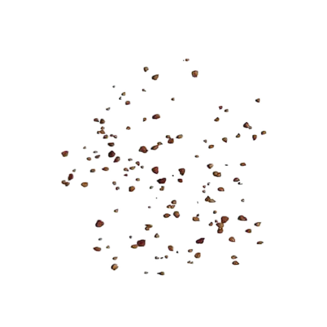 Żywe Kamienie – Nasiona