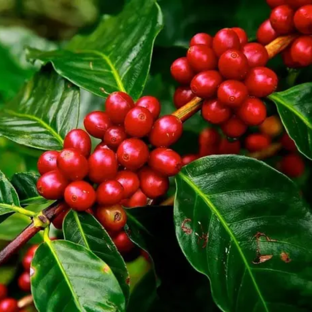 Kawa Arabska – Nasiona