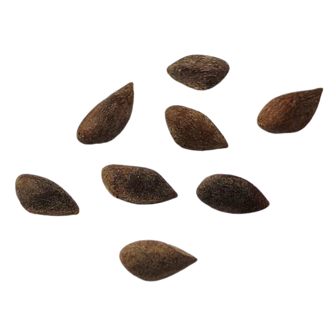 Świerk Srebrny – Nasiona