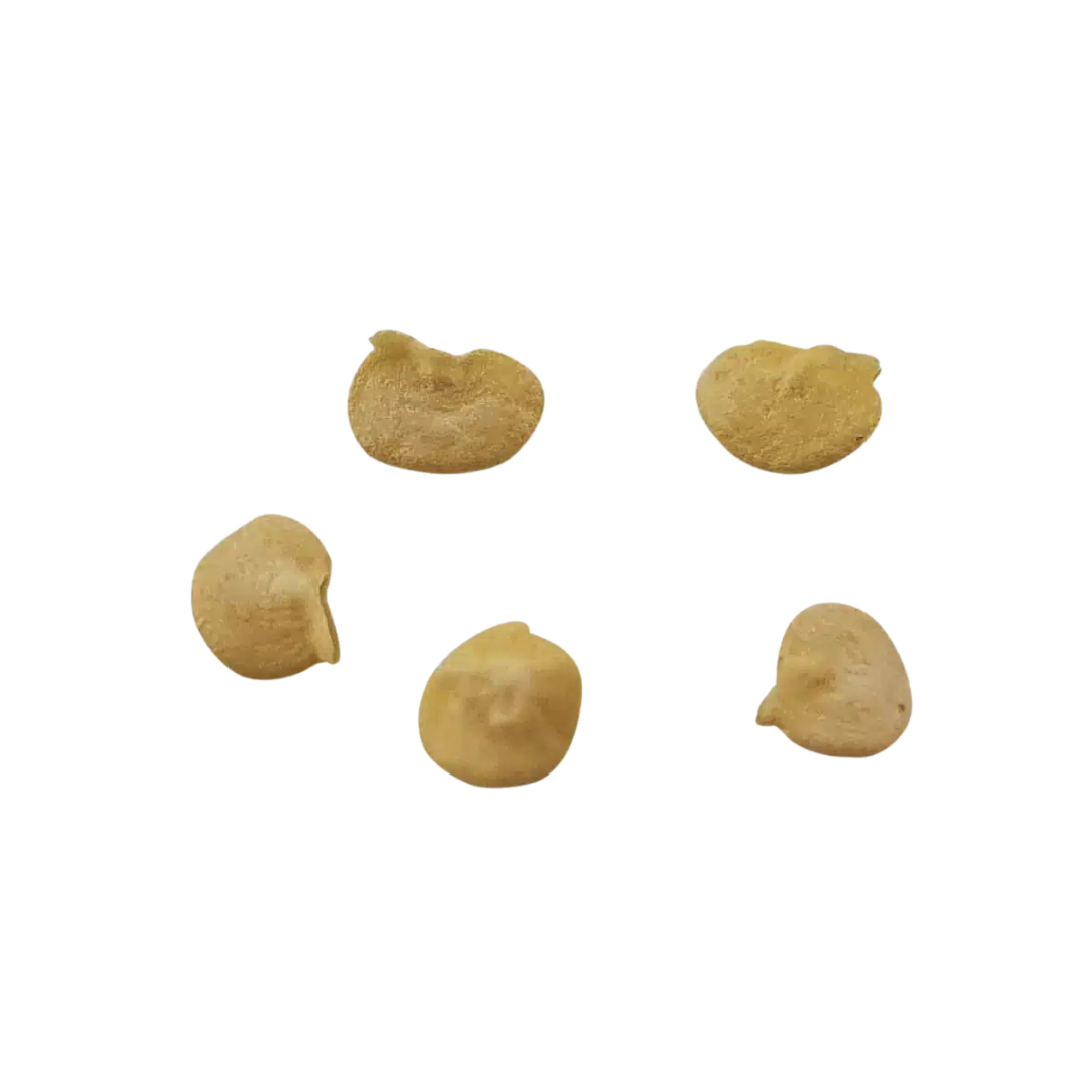Carolina Reaper – Nasiona