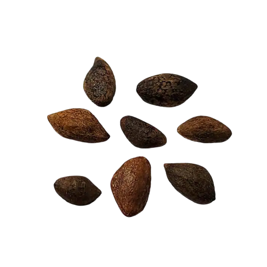 Sosna Japońska – Nasiona