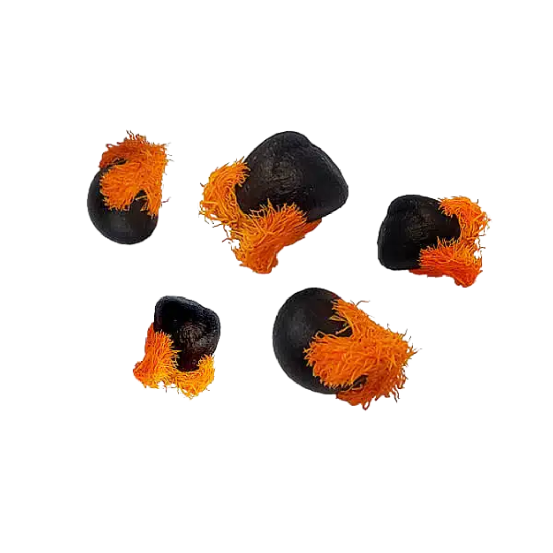 Strelicja – Nasiona