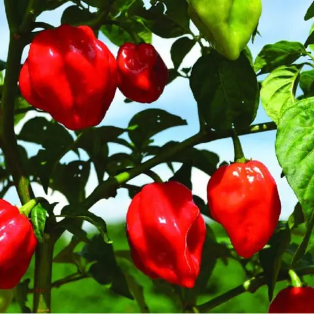 Habanero Czerwona – Nasiona