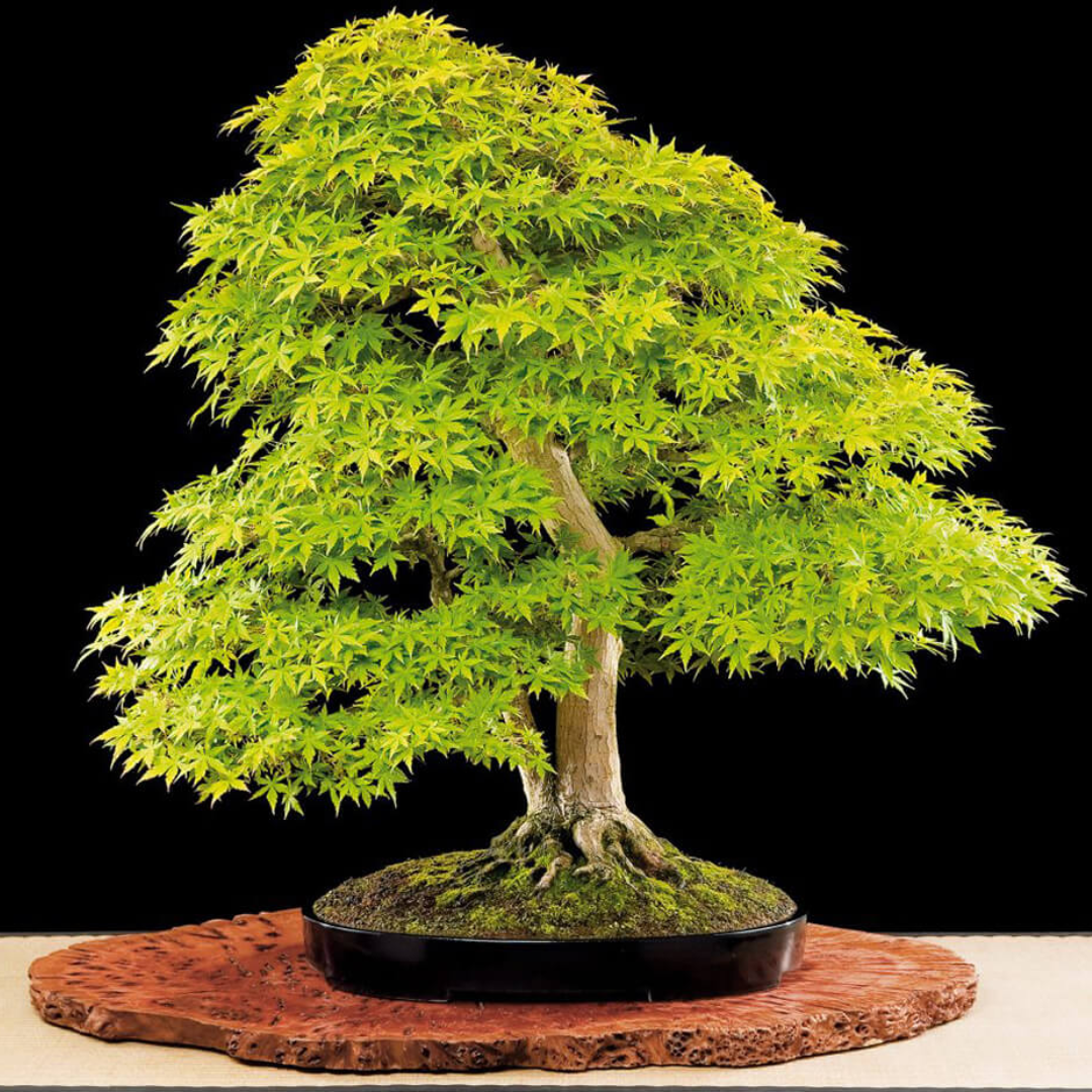 Klon Palmowy – Nasiona