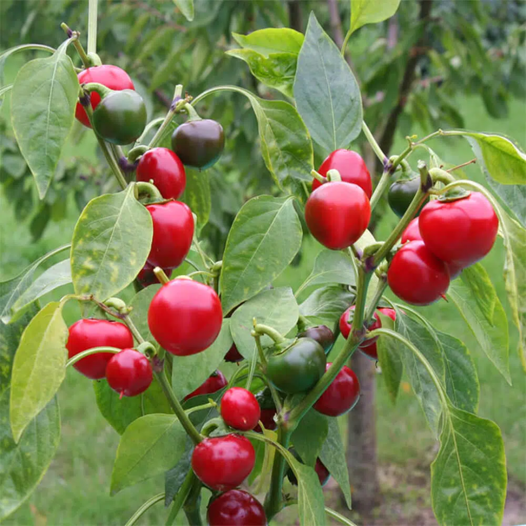 Satan’s Kiss – Nasiona