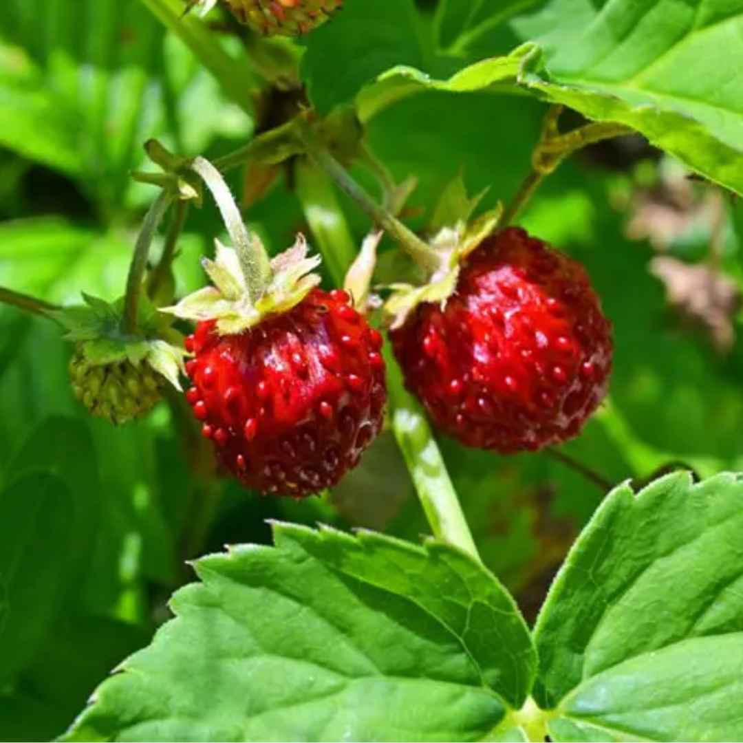Poziomka – Nasiona