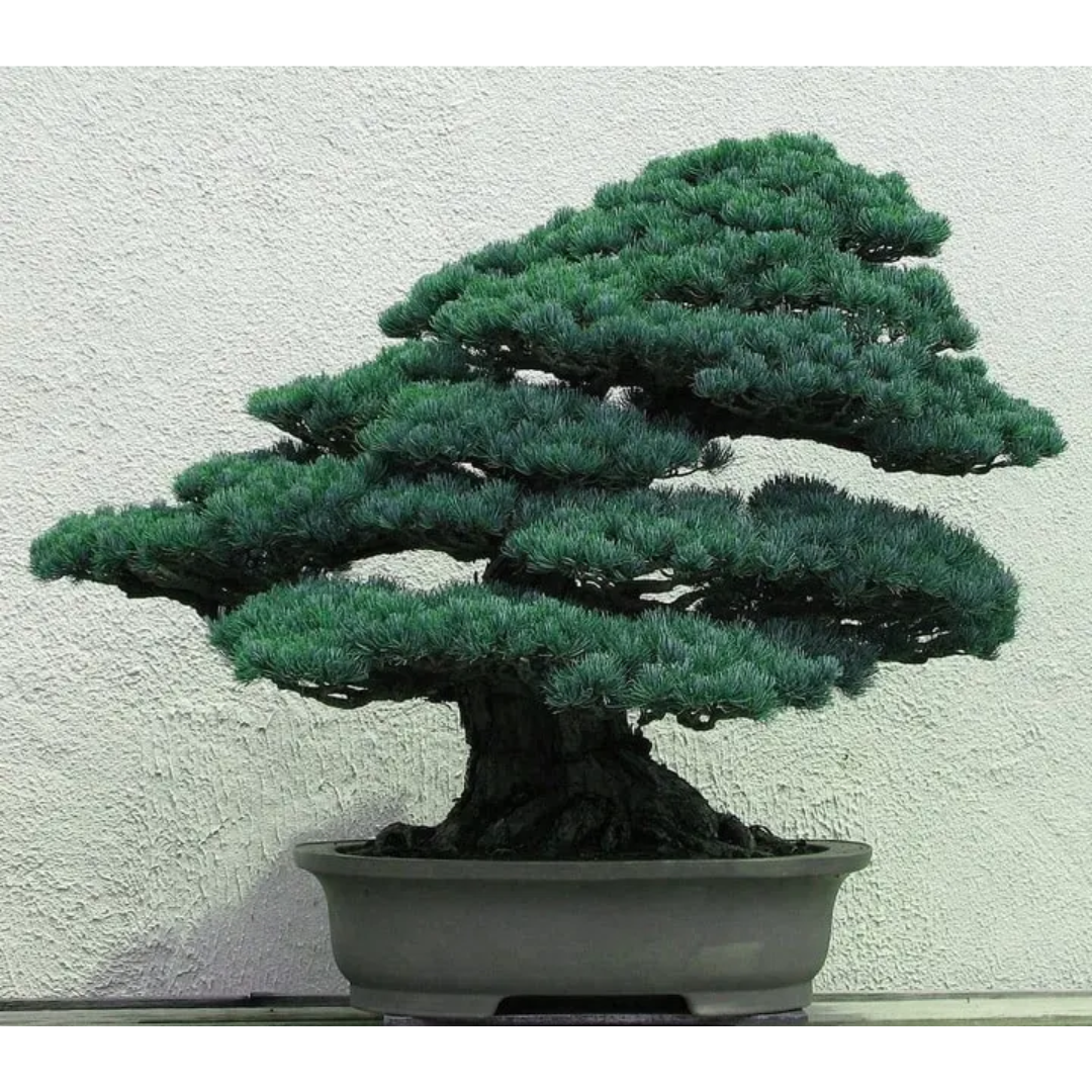 Świerk Srebrny – Nasiona