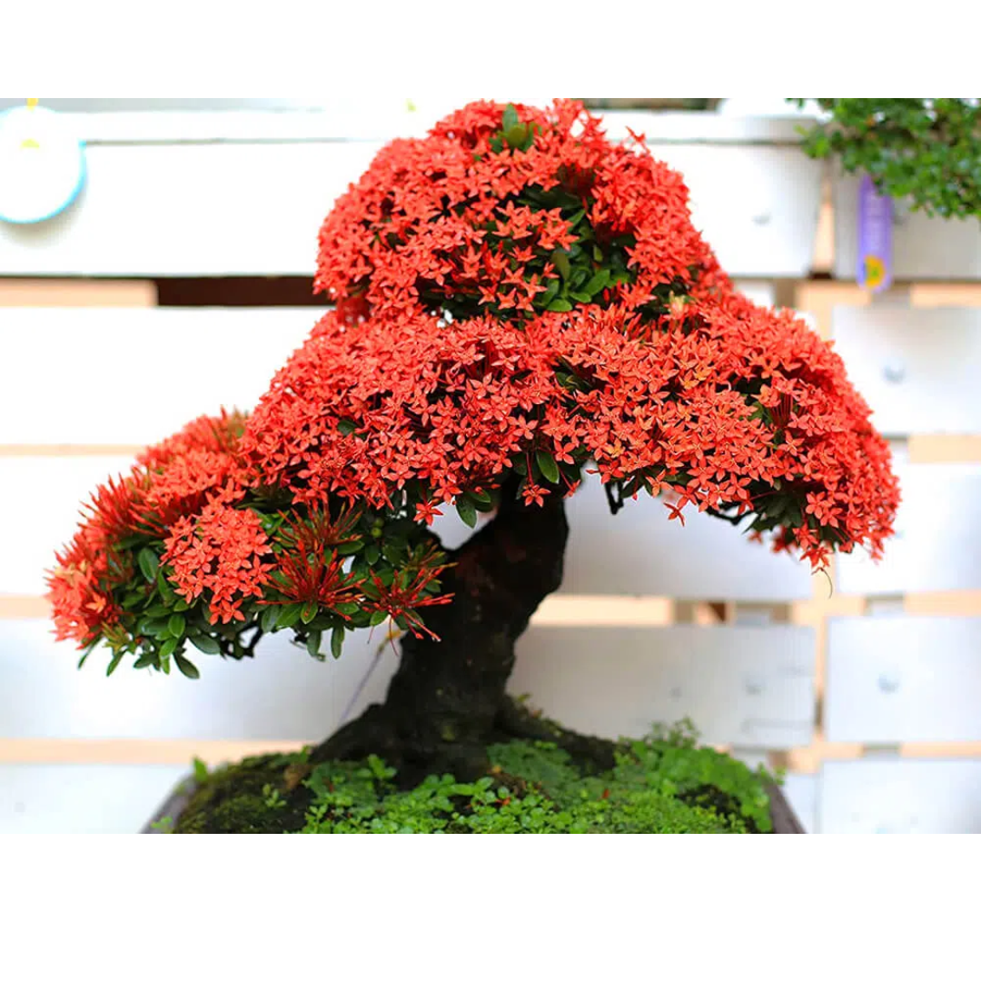 Płomień Afryki – Nasiona