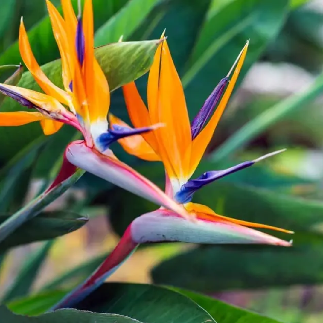 Strelicja – Nasiona