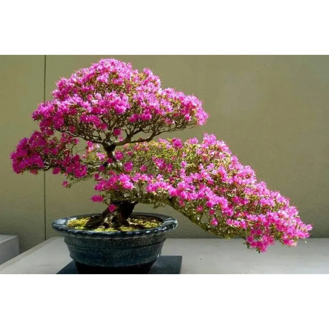 Paulownia Cesarska – Nasiona