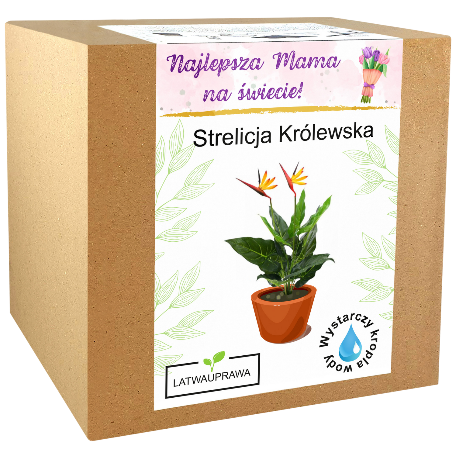Strelicja Królewska - Dla Mamy