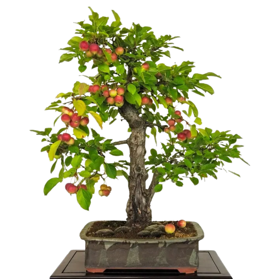 Drzewko Truskawkowe – Nasiona