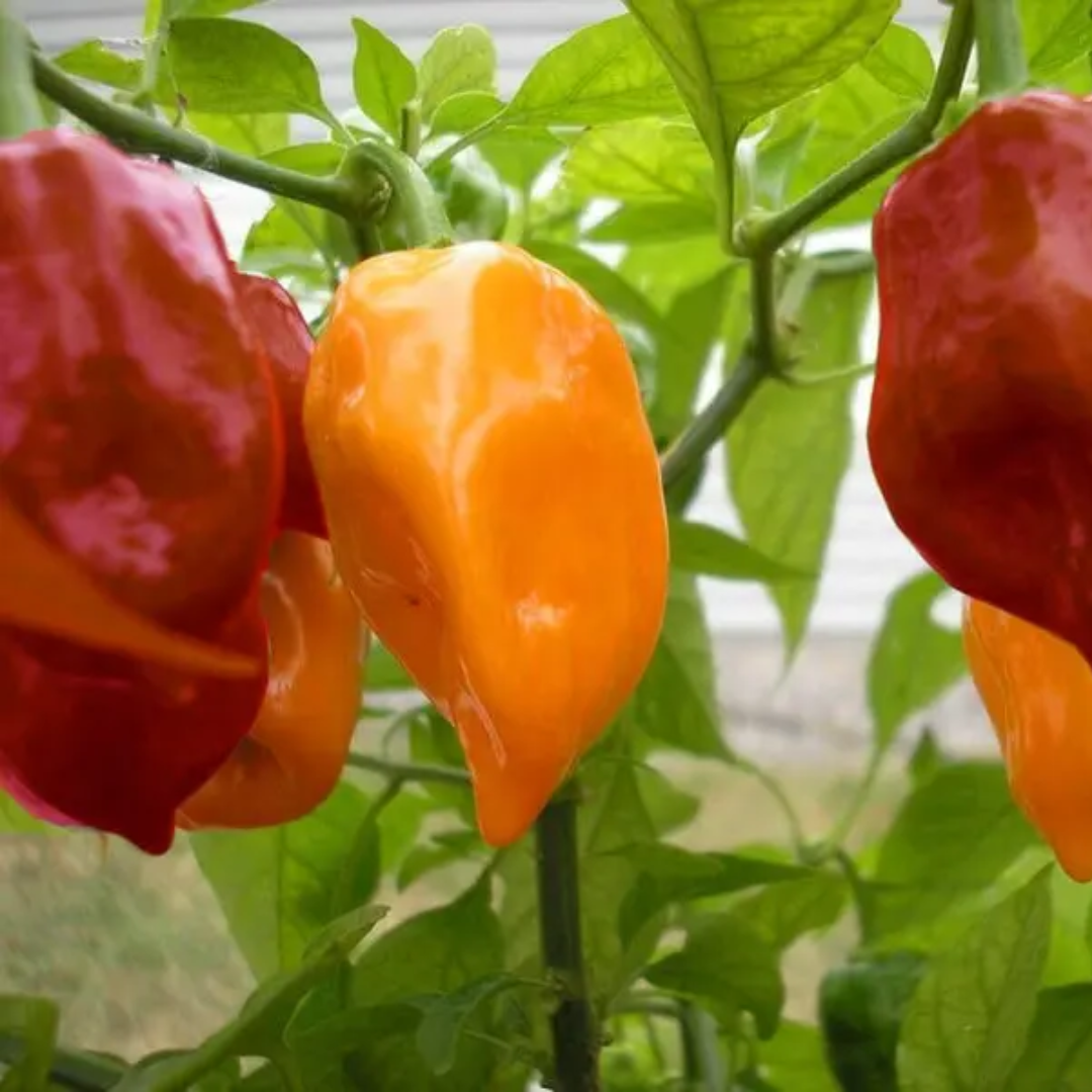 Habanero Mix – Nasiona