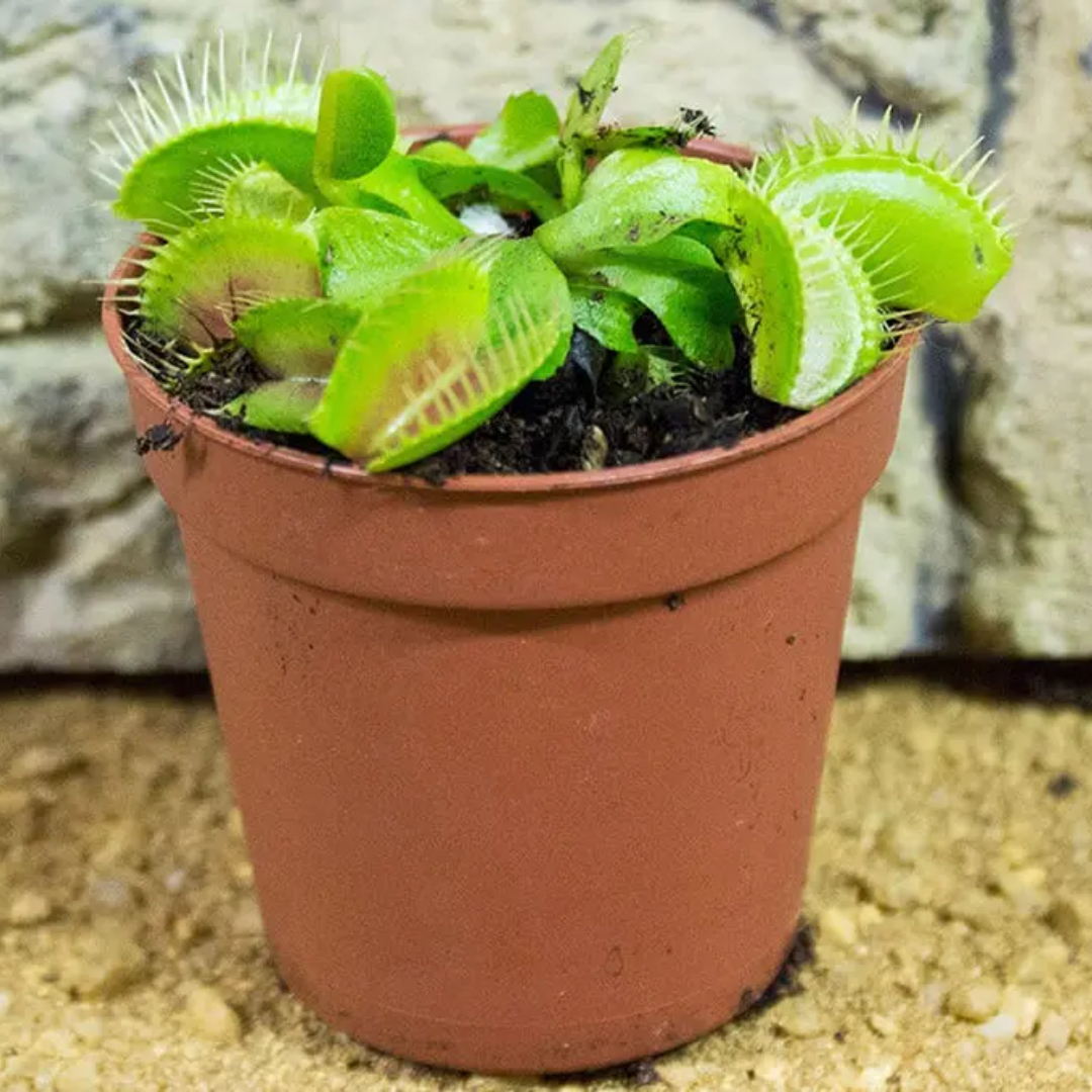 Muchołówka – Nasiona