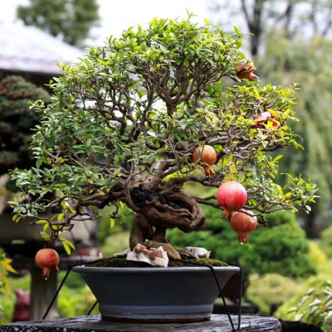 Granatowiec Właściwy – Nasiona