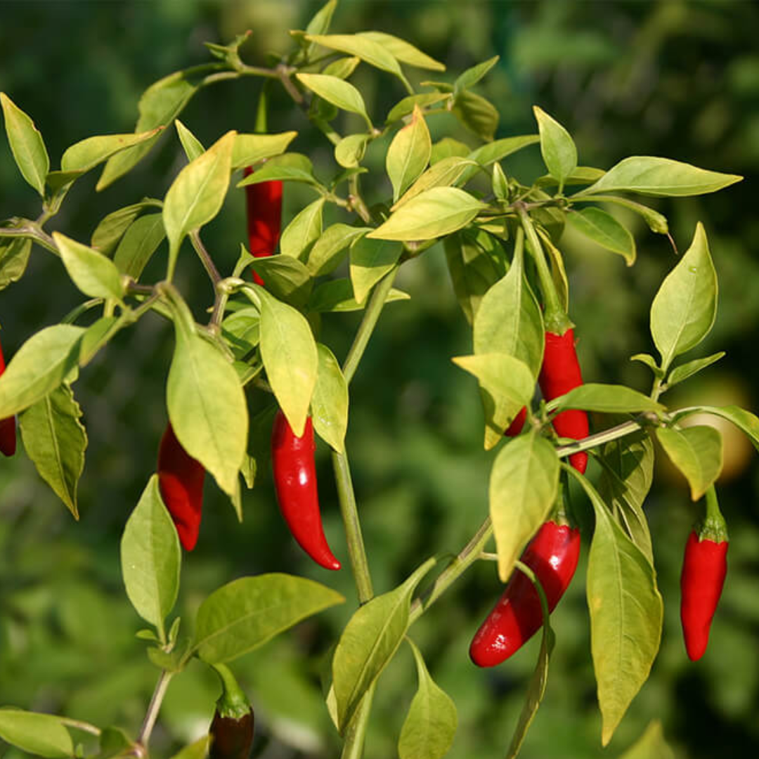 Piri Piri – Nasiona