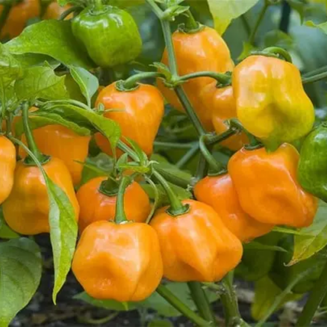 Habanero Żółta – Nasiona