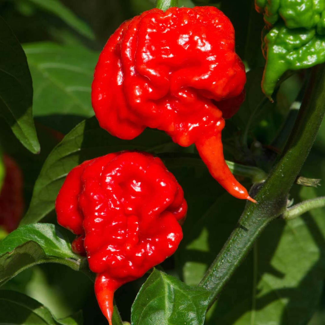 Carolina Reaper – Nasiona