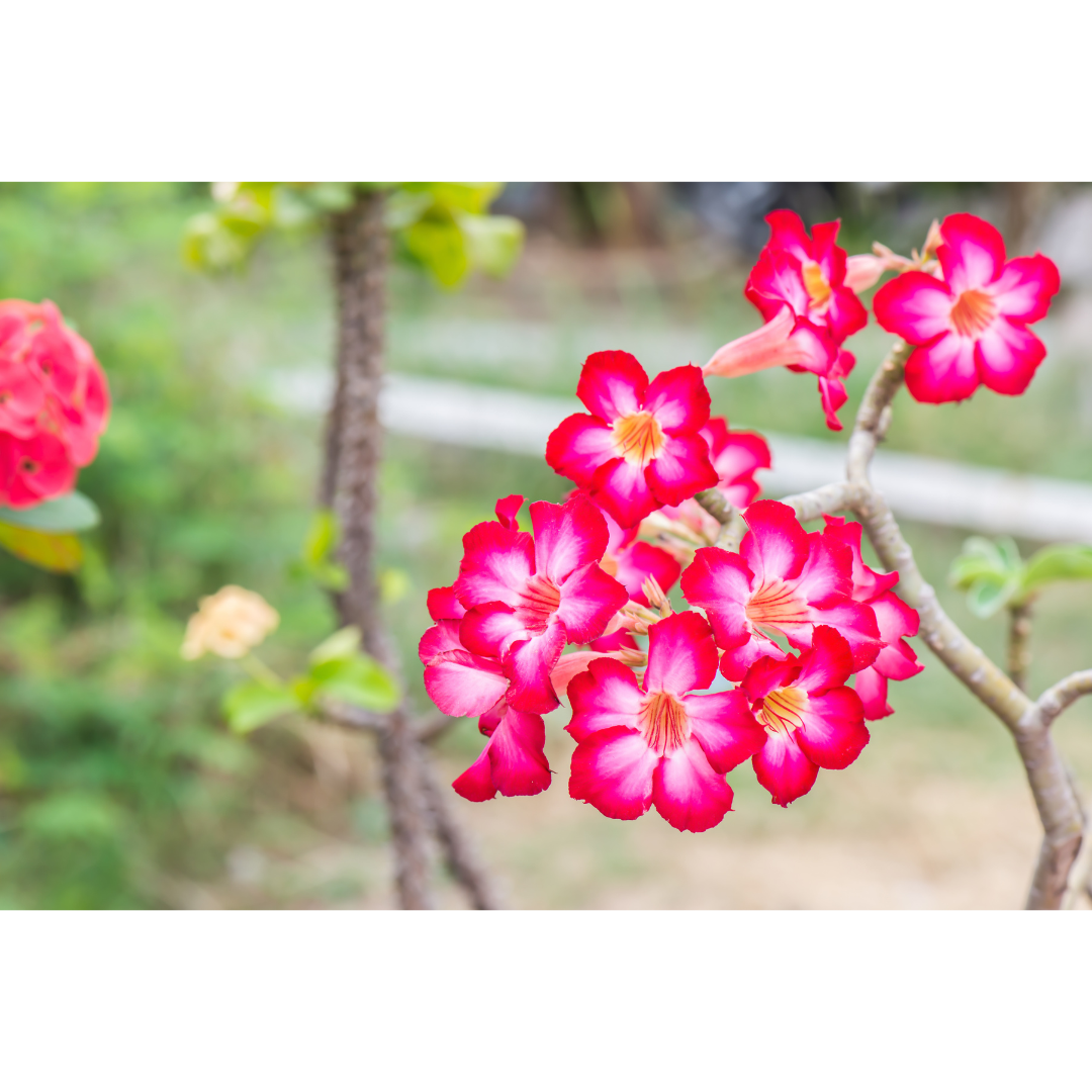 Róża Pustyni – Nasiona