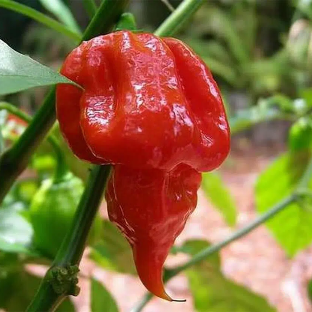 Trinidad Scorpion – Nasiona