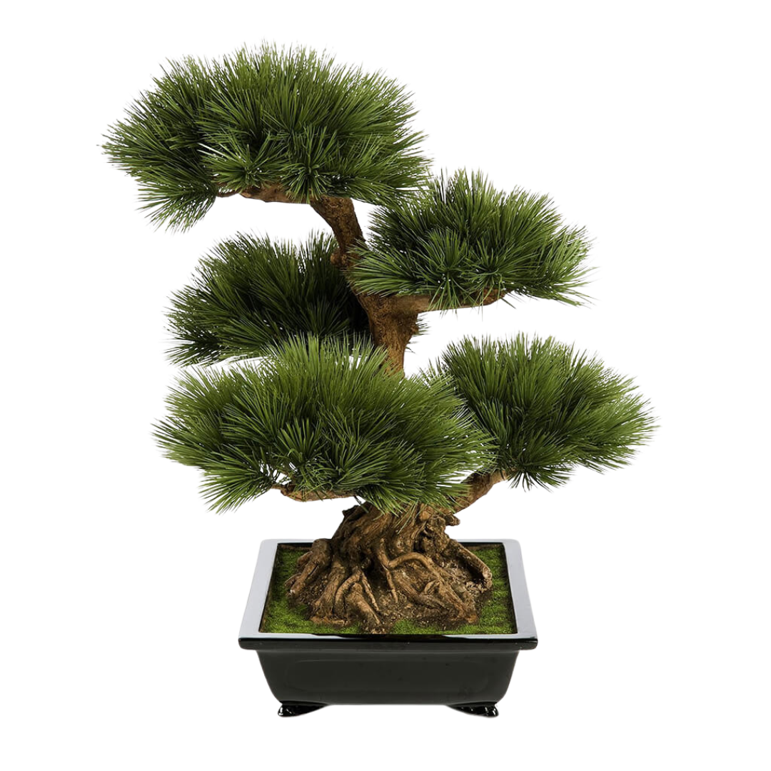 Sosna Japońska – Nasiona