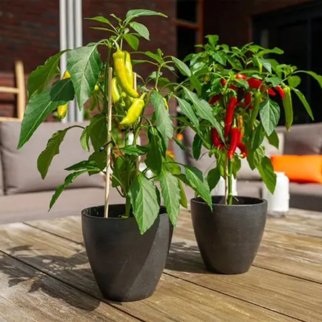 De Cayenne – Nasiona