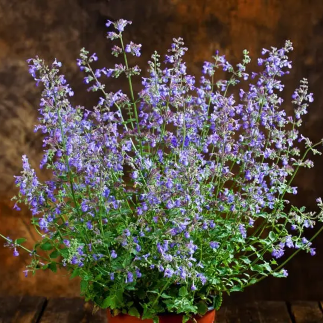 Kocimiętka – Nasiona