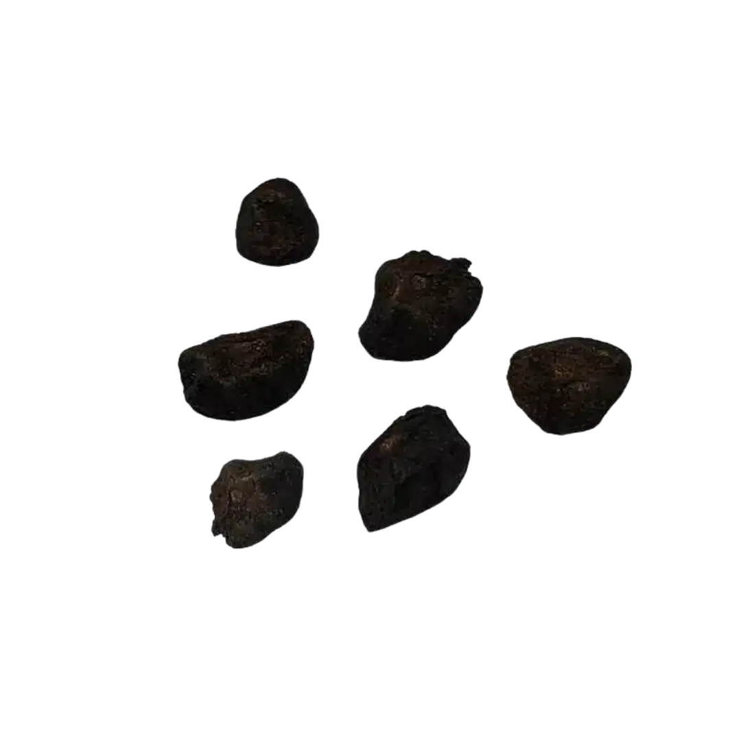 Eukaliptus Popielaty – Nasiona